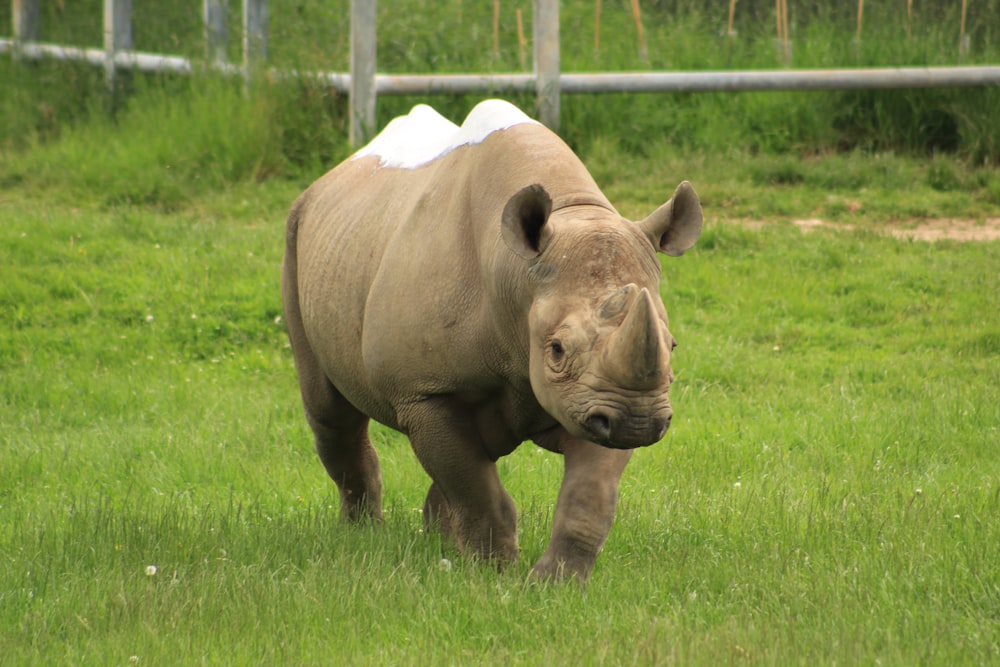 Rinoceronte marrón en un campo de hierba verde durante el día