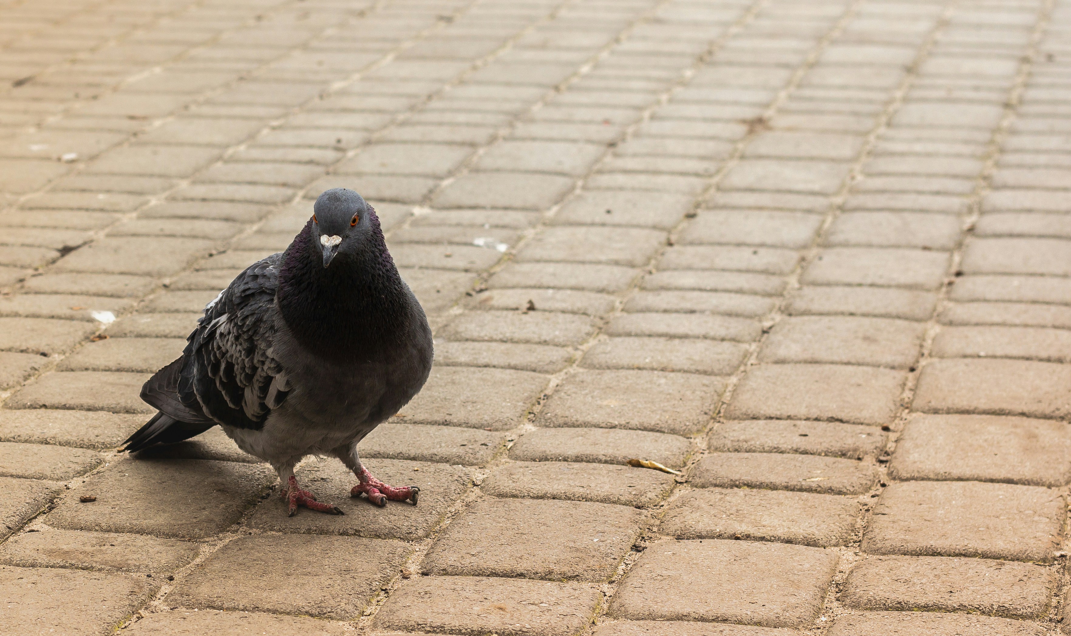 Photo by nocturnal_corvus