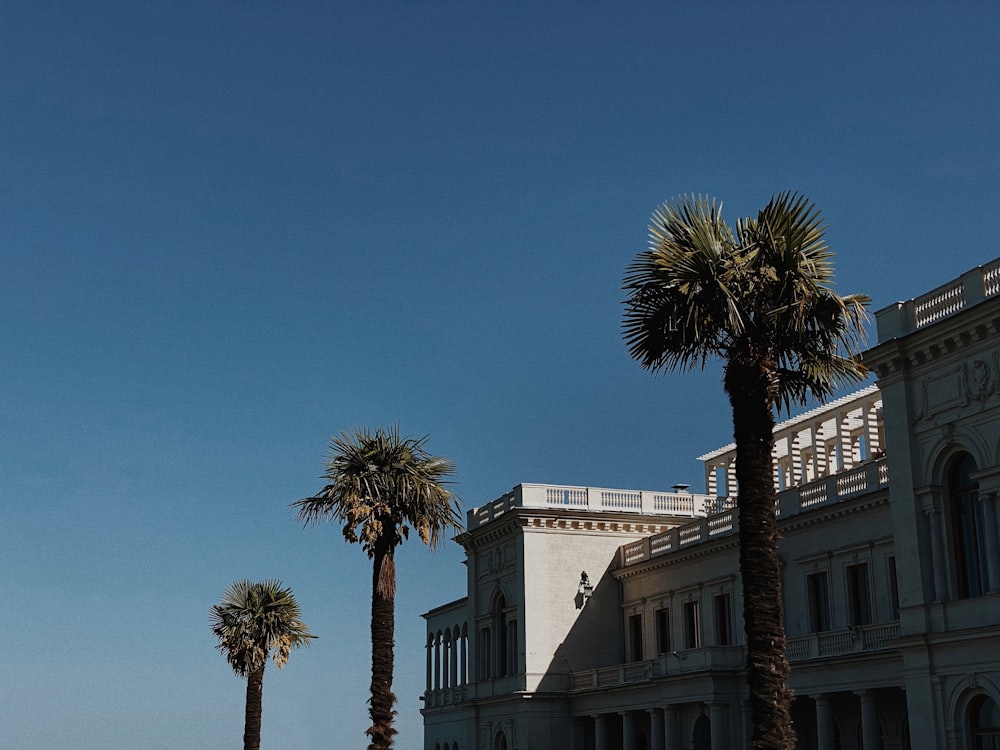 green palm tree near white concrete building during daytime