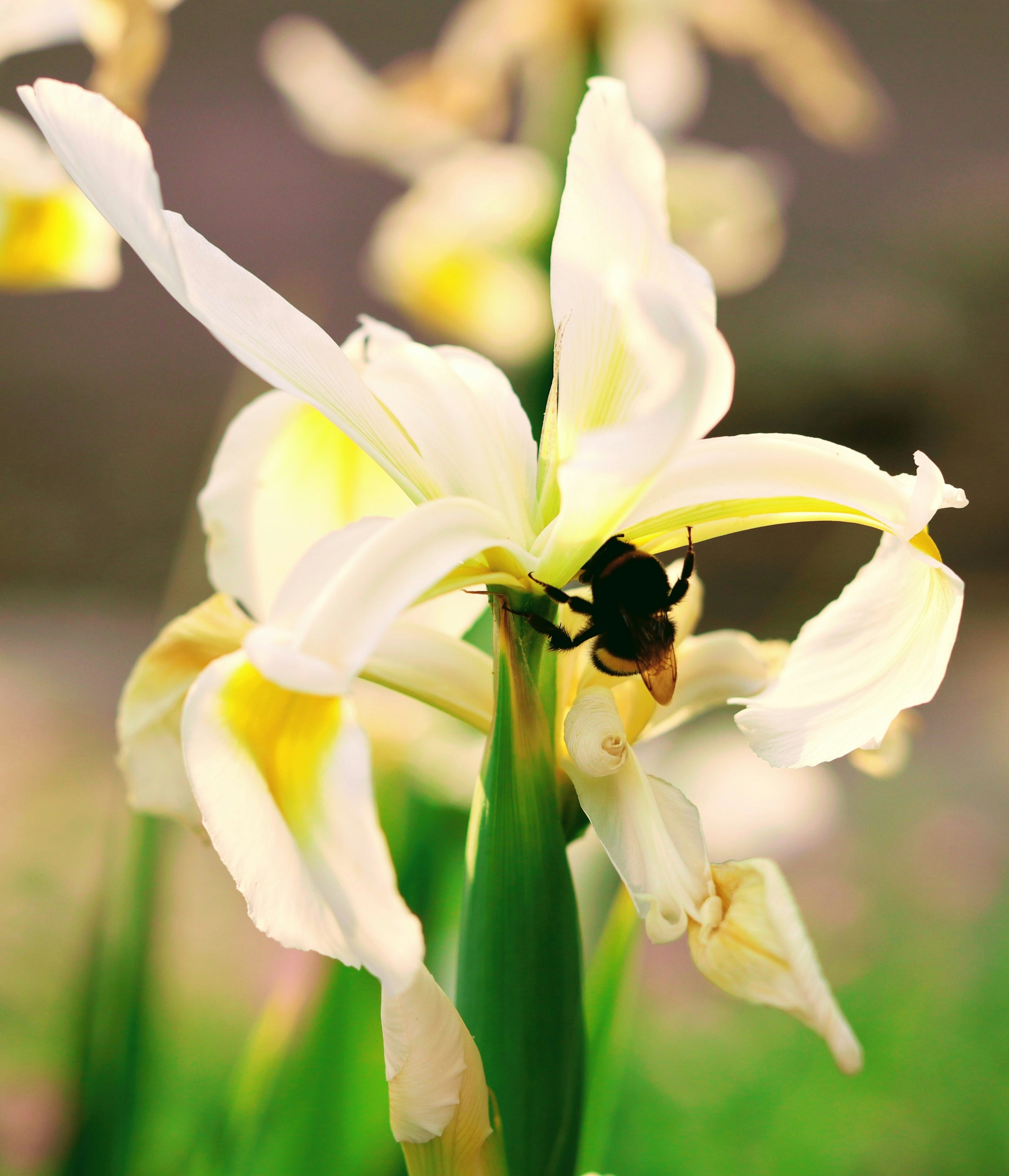 black and yellow bee on yellow flower