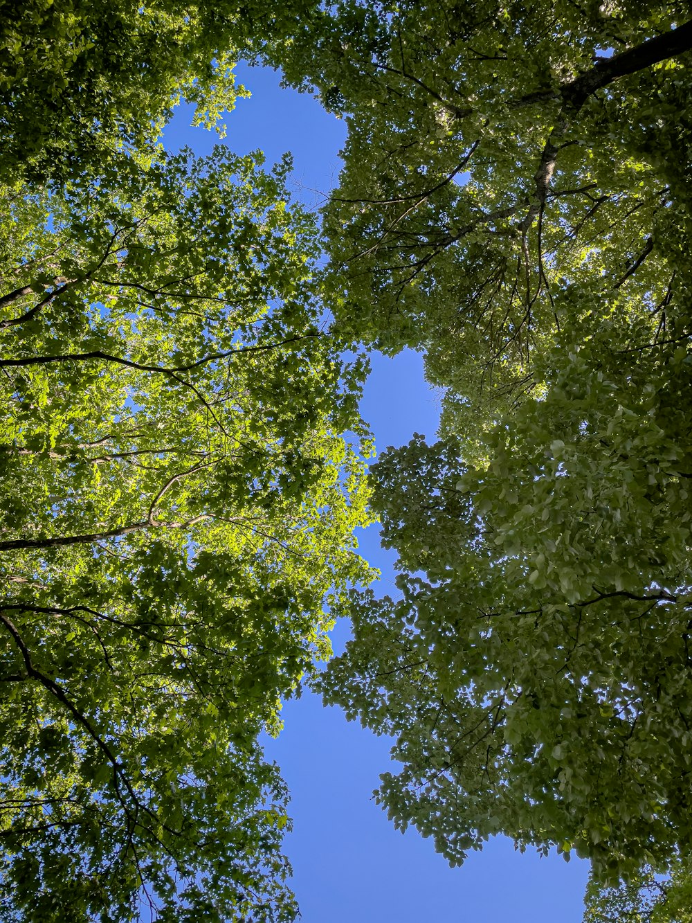 looking up at the tops of trees in a forest