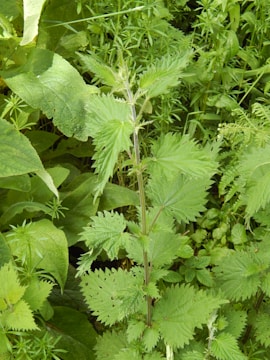 A close-up of a lush green plant, possibly a nettle, with spiky leaves and a slightly reddish stem. Surrounding it are various other green plants and ferns, creating a dense, verdant background.