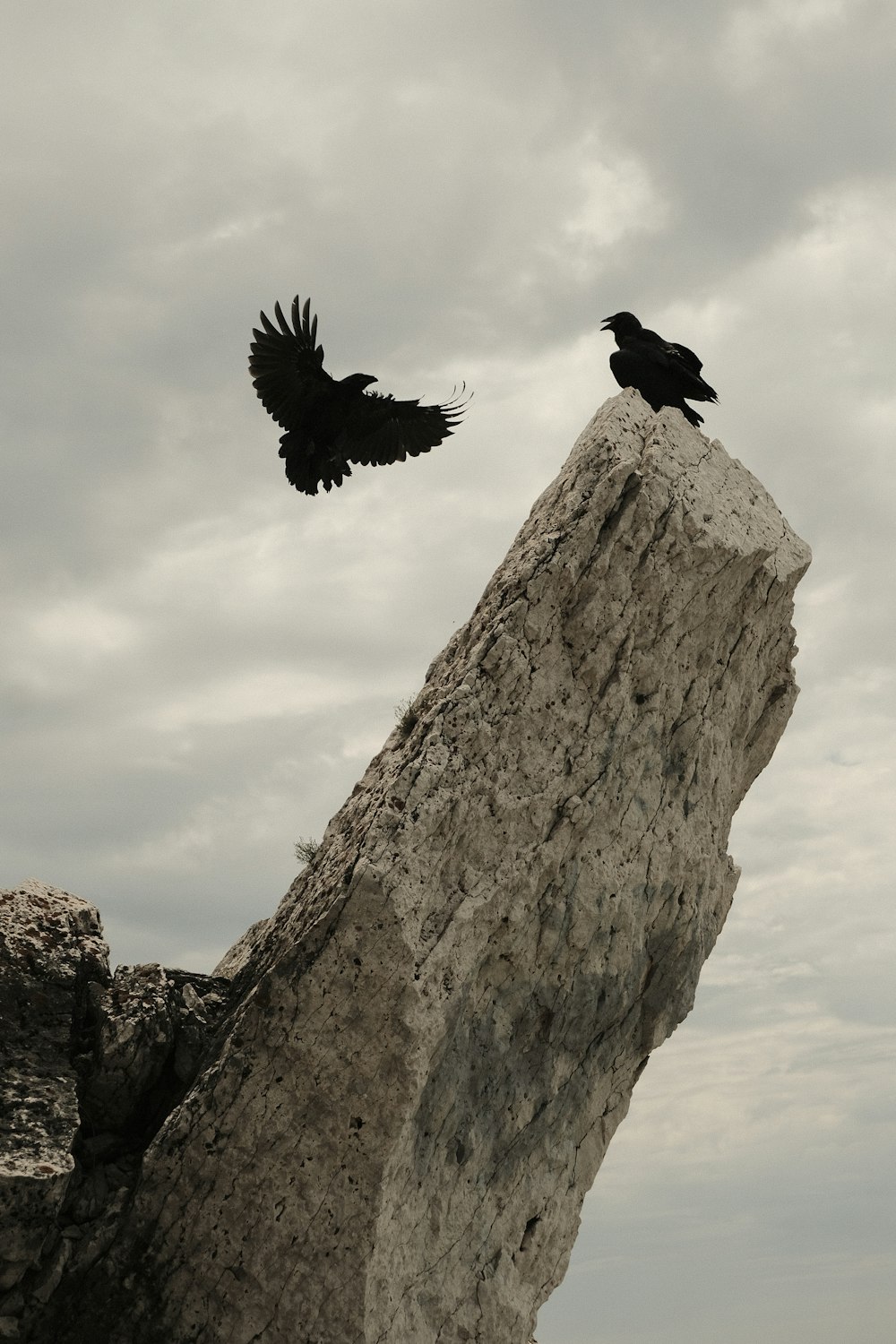 Oiseau noir volant au-dessus d’une formation rocheuse brune pendant la journée