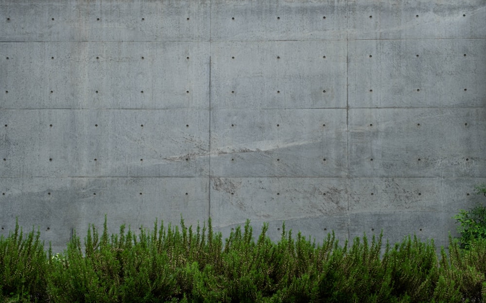 green grass beside white wall