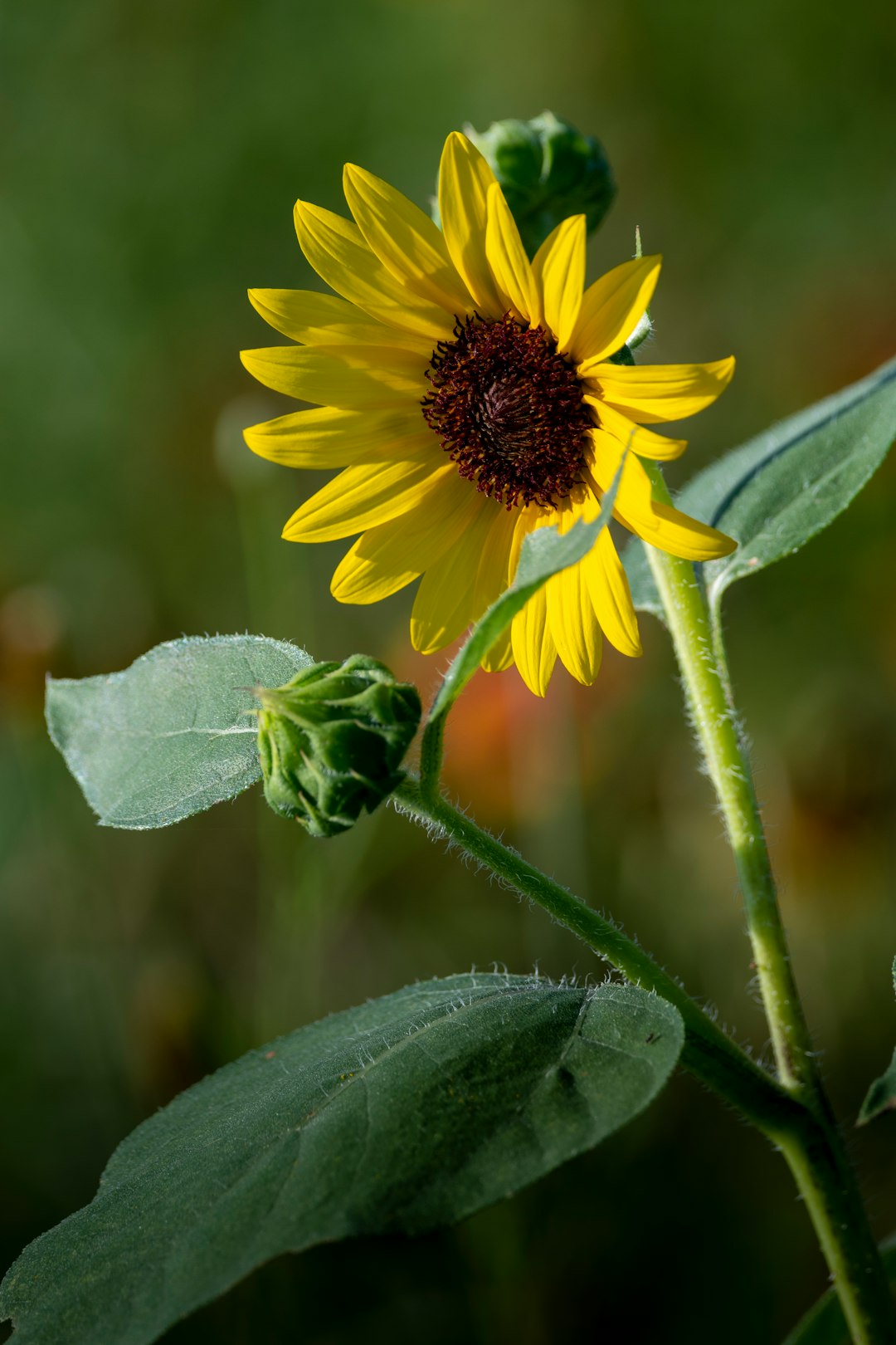 yellow flower in tilt shift lens