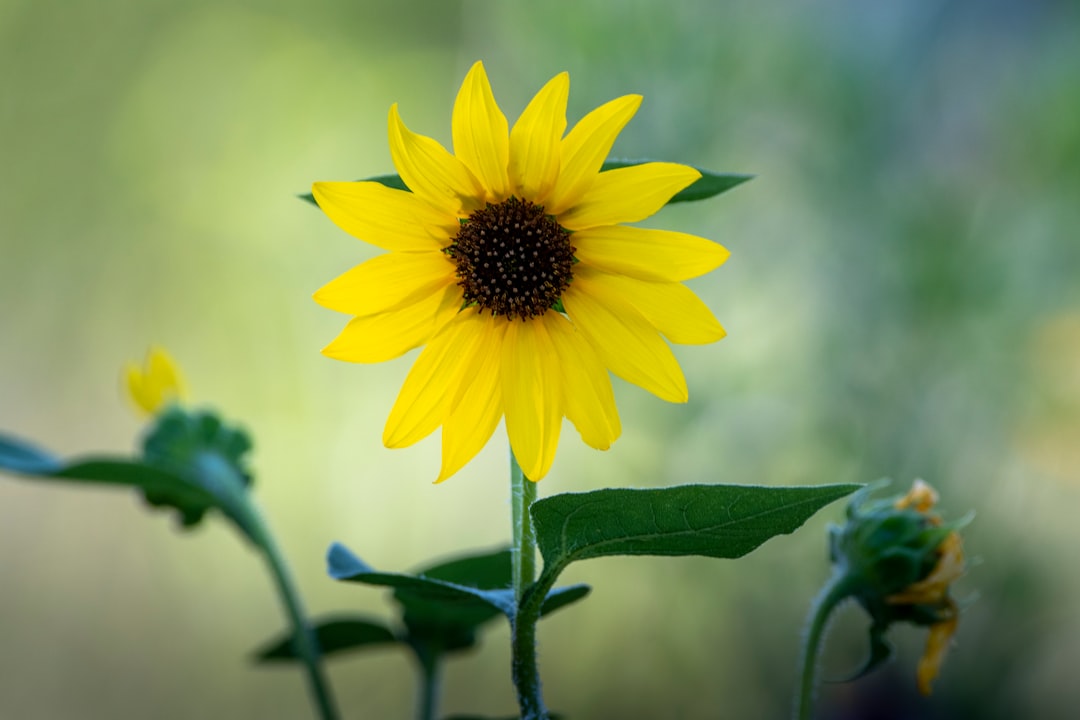 yellow sunflower in close up photography