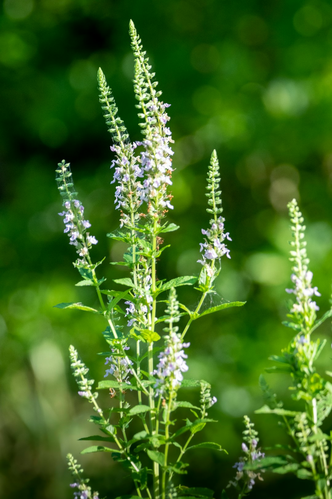 green and purple flower buds