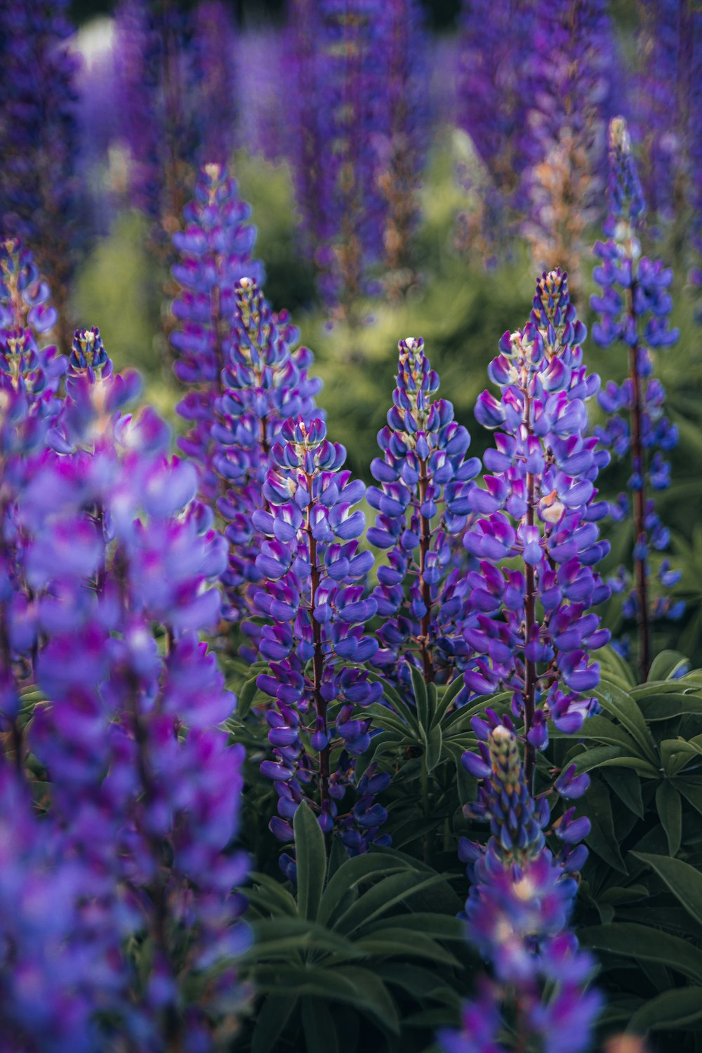 Flores moradas en lente de cambio de inclinación