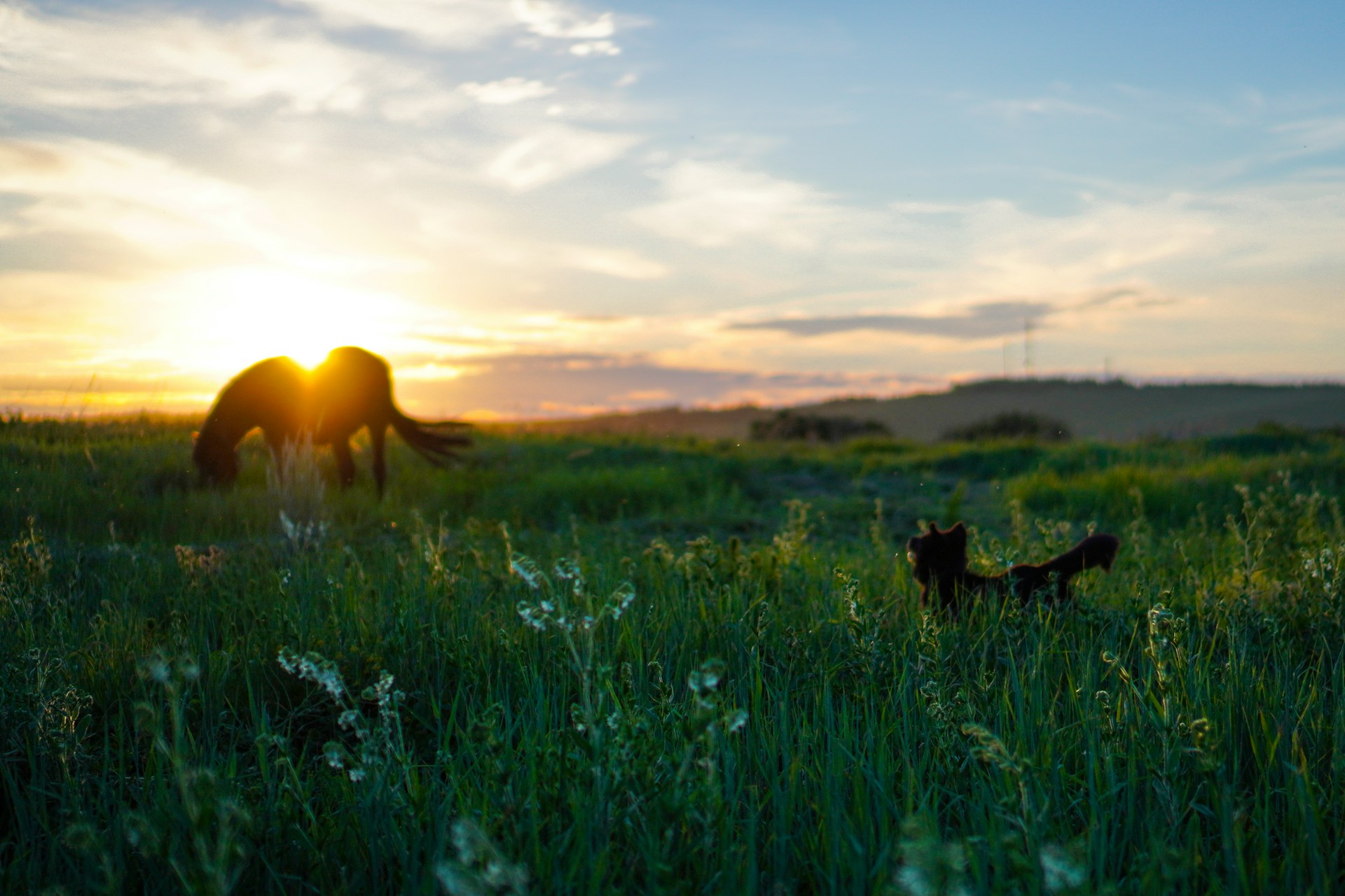 black horse on green grass field during sunset