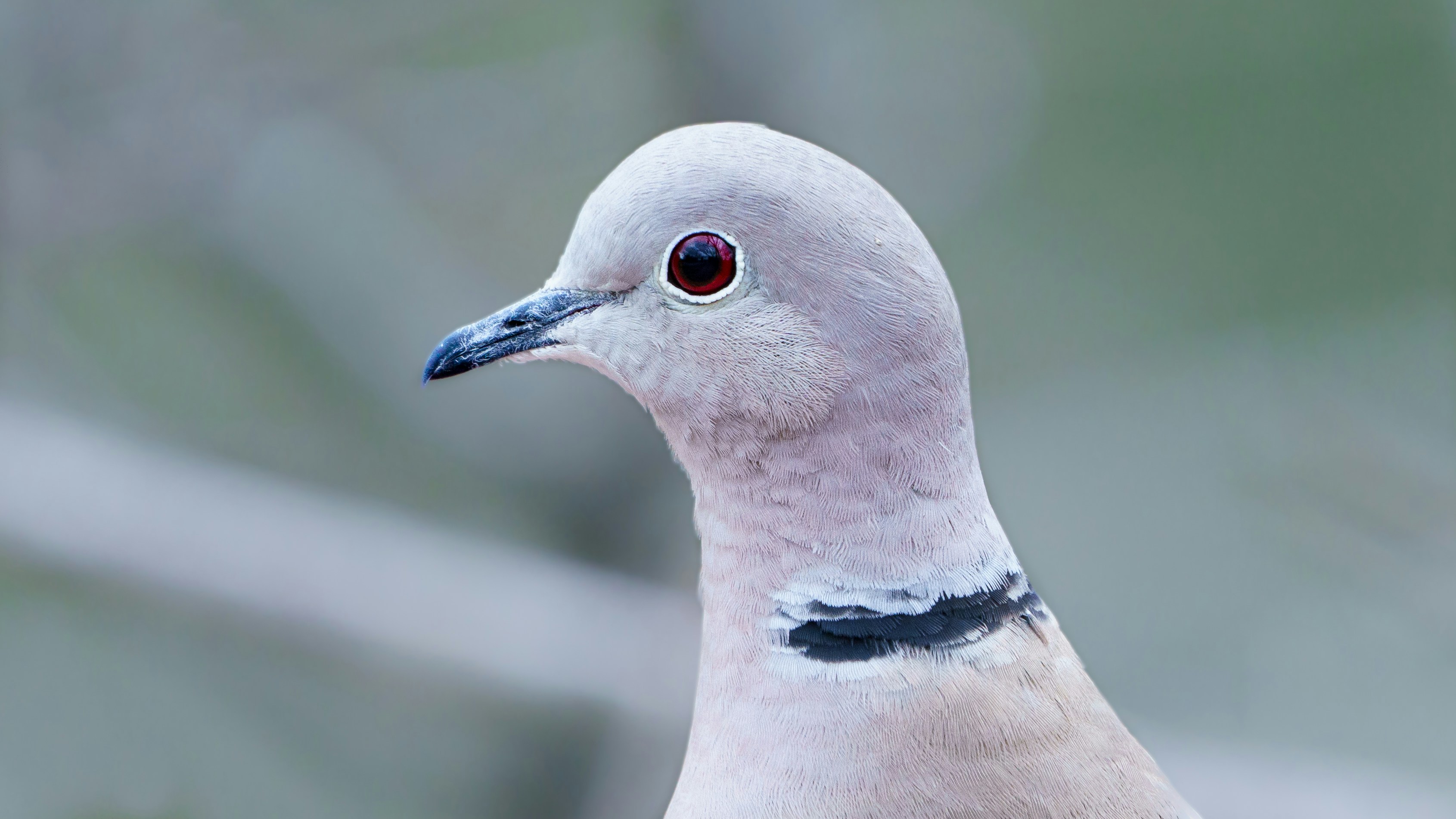 white and black bird in close up photography
