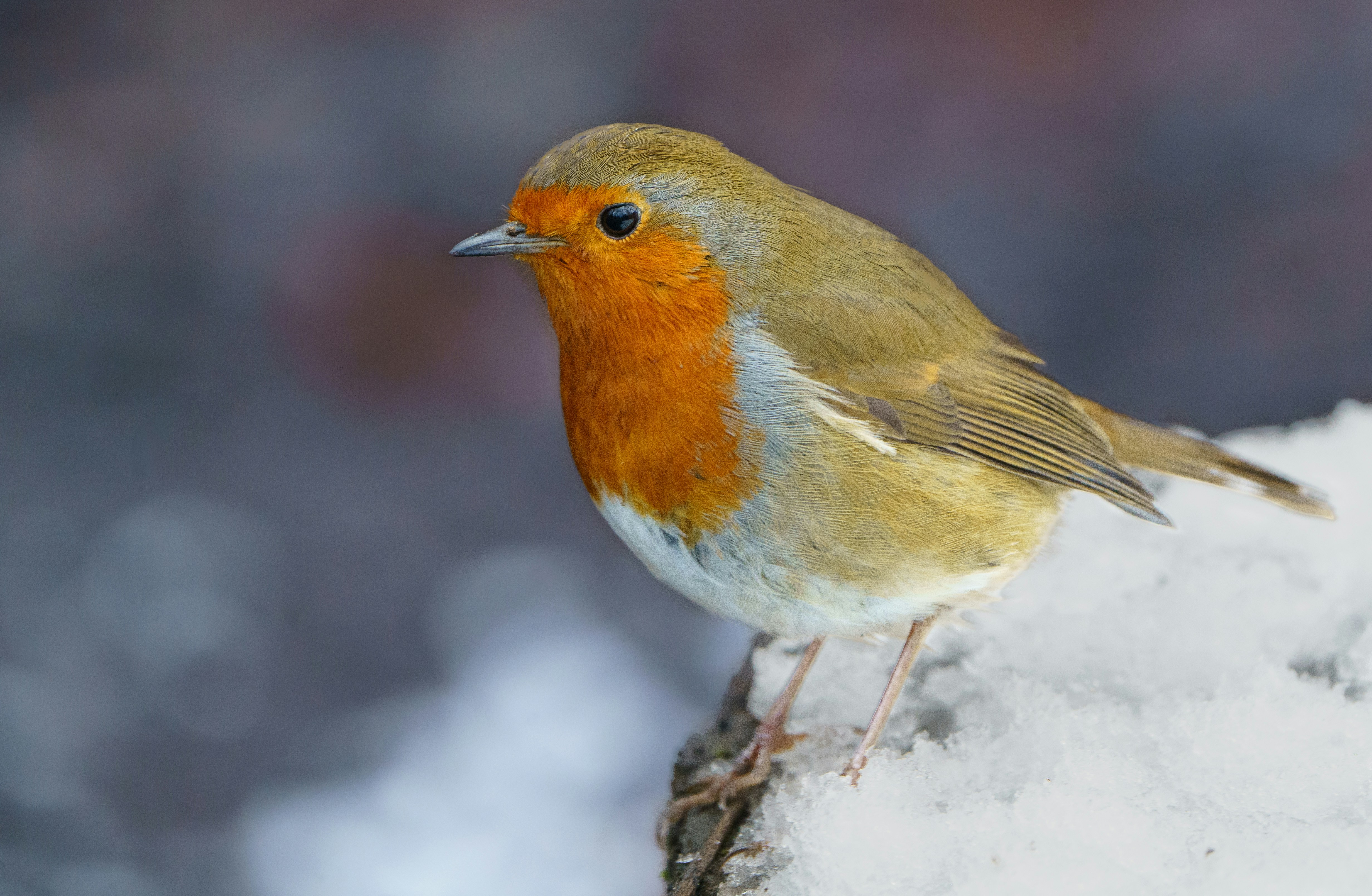 Photo by ameefairbankbrown