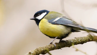 yellow white and black bird on brown tree branch