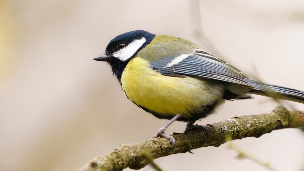 yellow white and black bird on brown tree branch