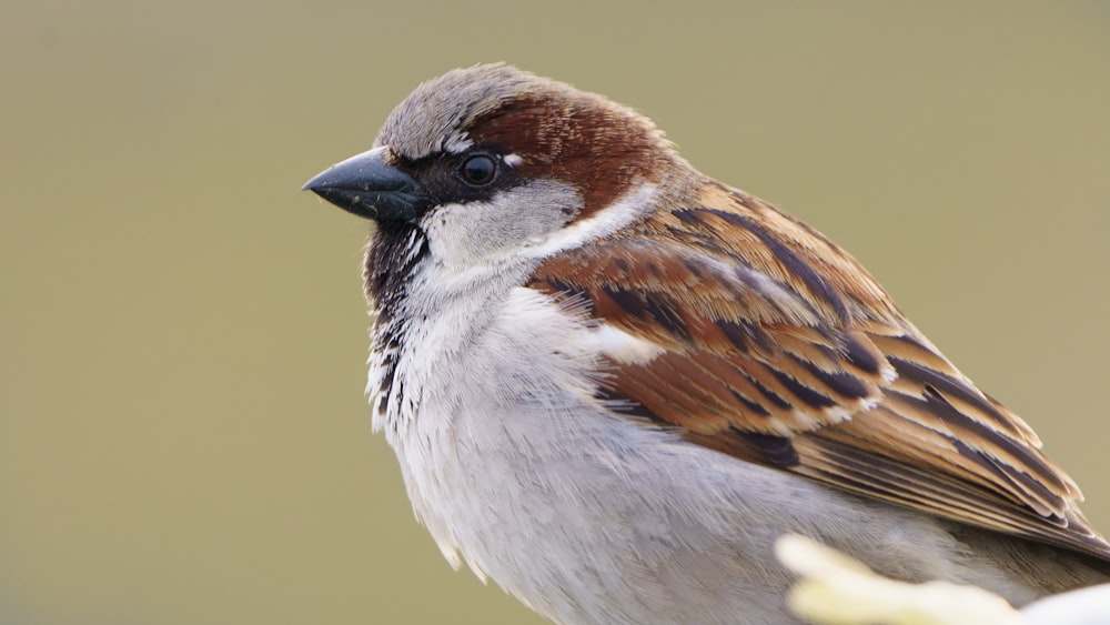 Brauner und weißer Vogel in Nahaufnahmen