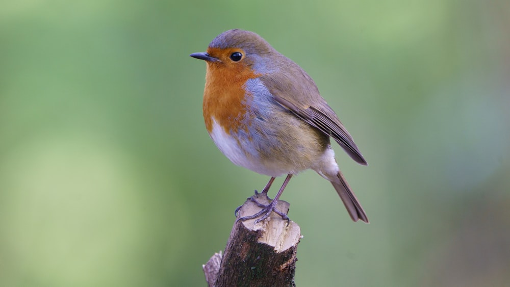 brown and white bird on brown tree branch