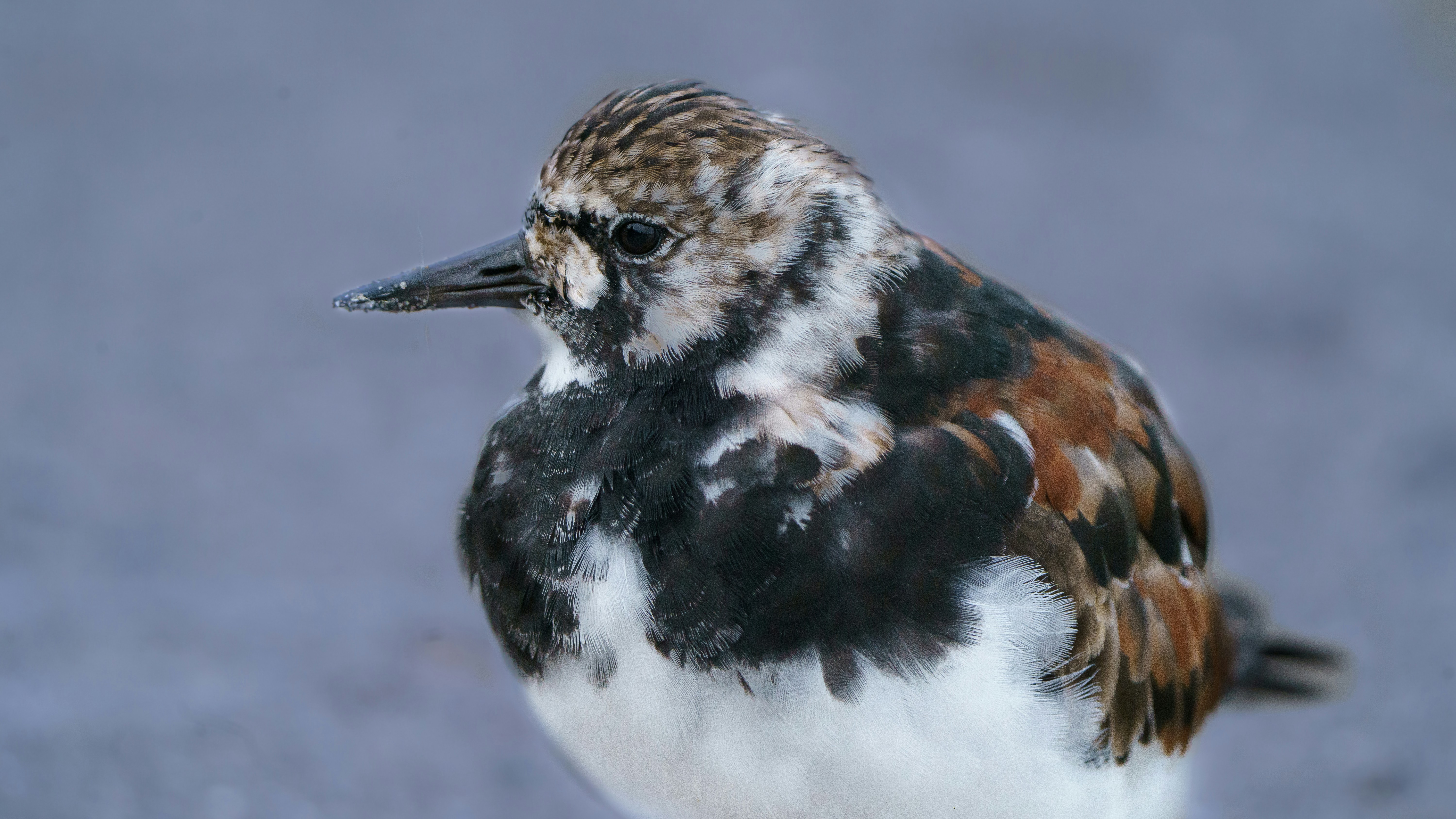 uccello bianco e marrone in primo piano fotografia