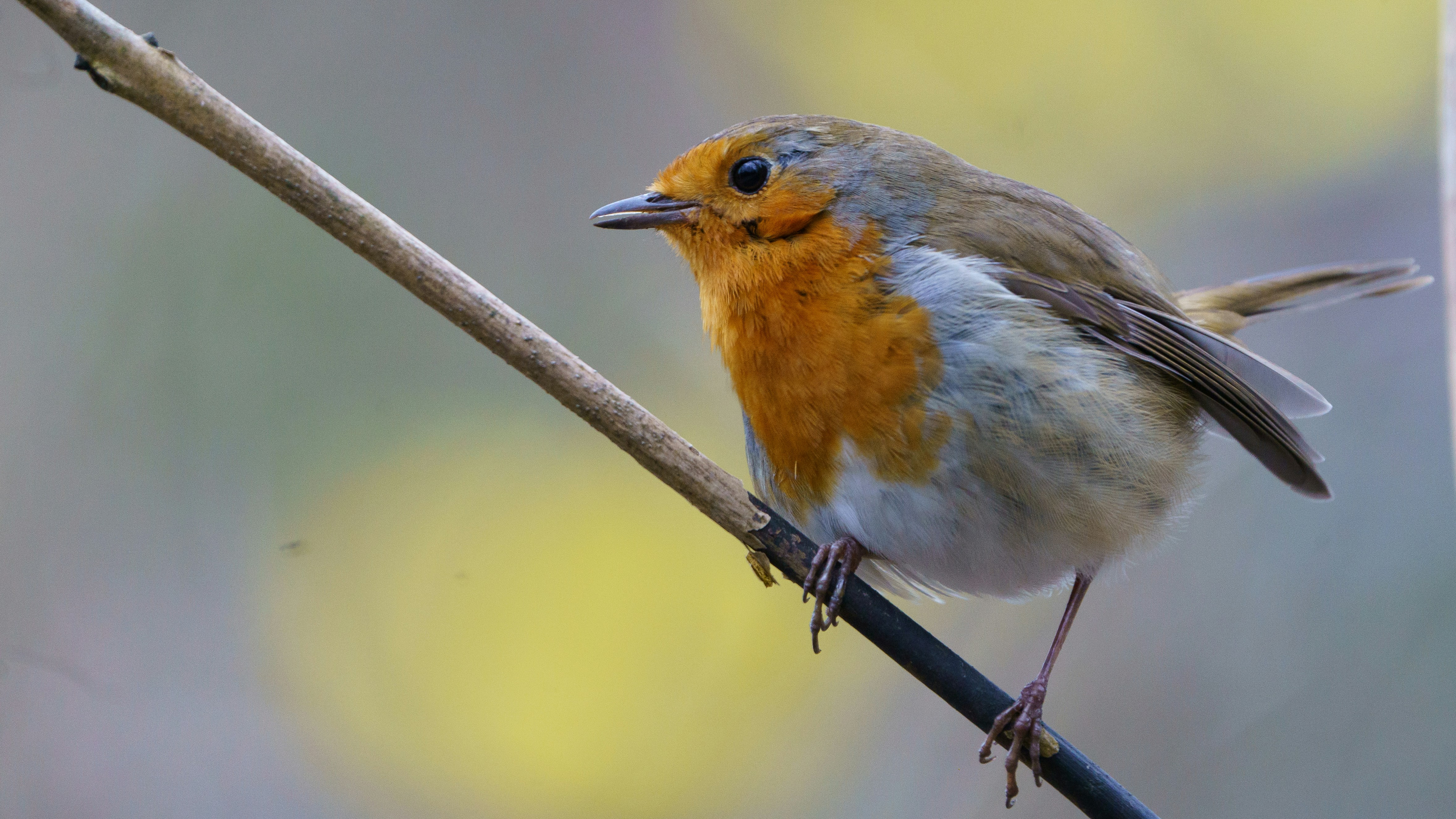 Photo by ameefairbankbrown