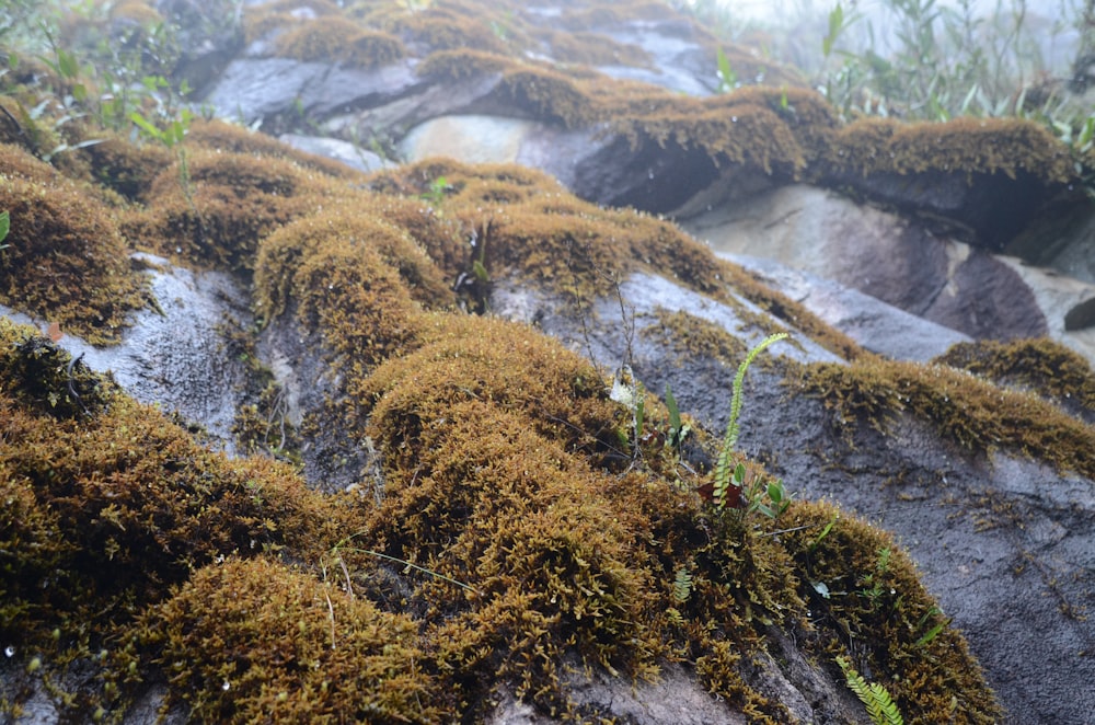 herbe brune et verte sur les montagnes rocheuses pendant la journée