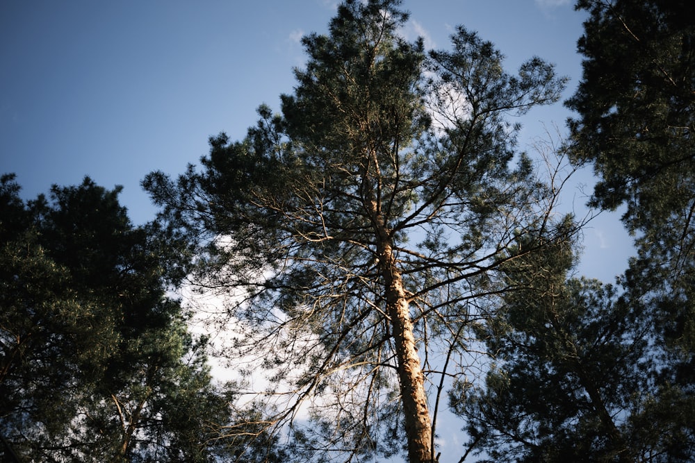 green trees under blue sky during daytime