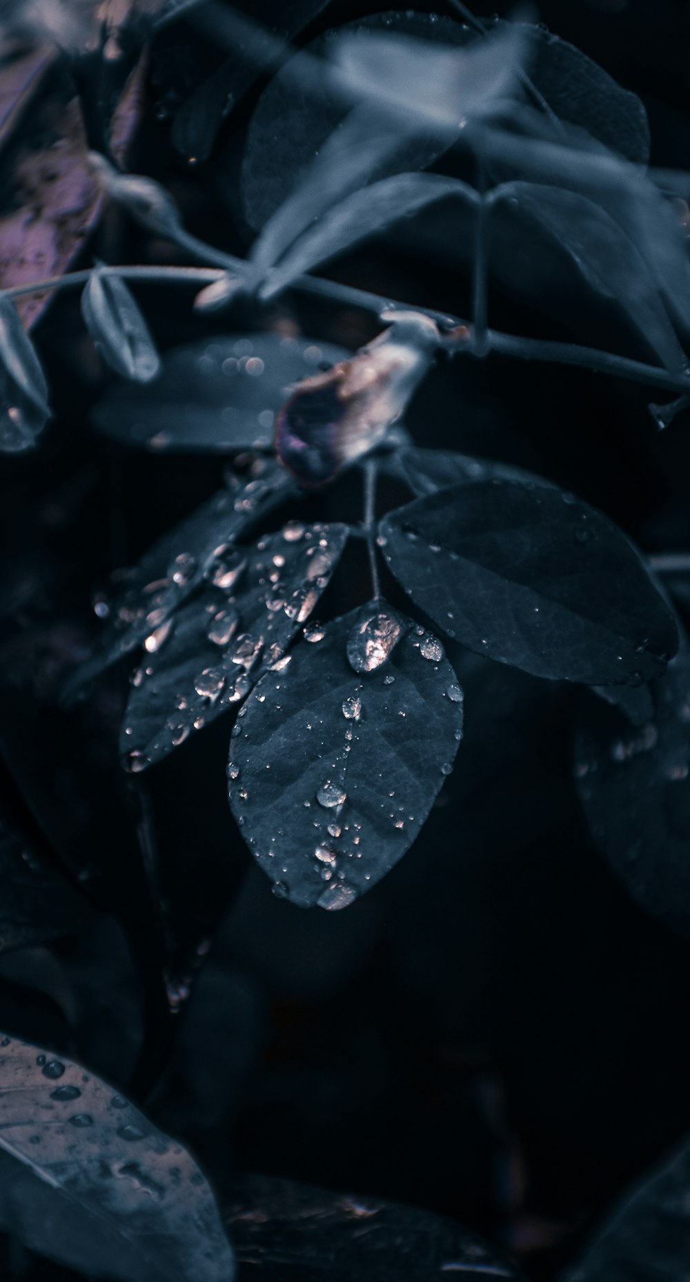 water droplets on green leaves