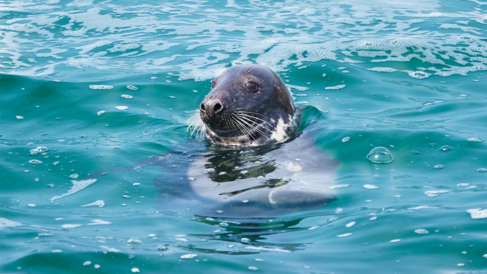 León marino en el agua durante el día