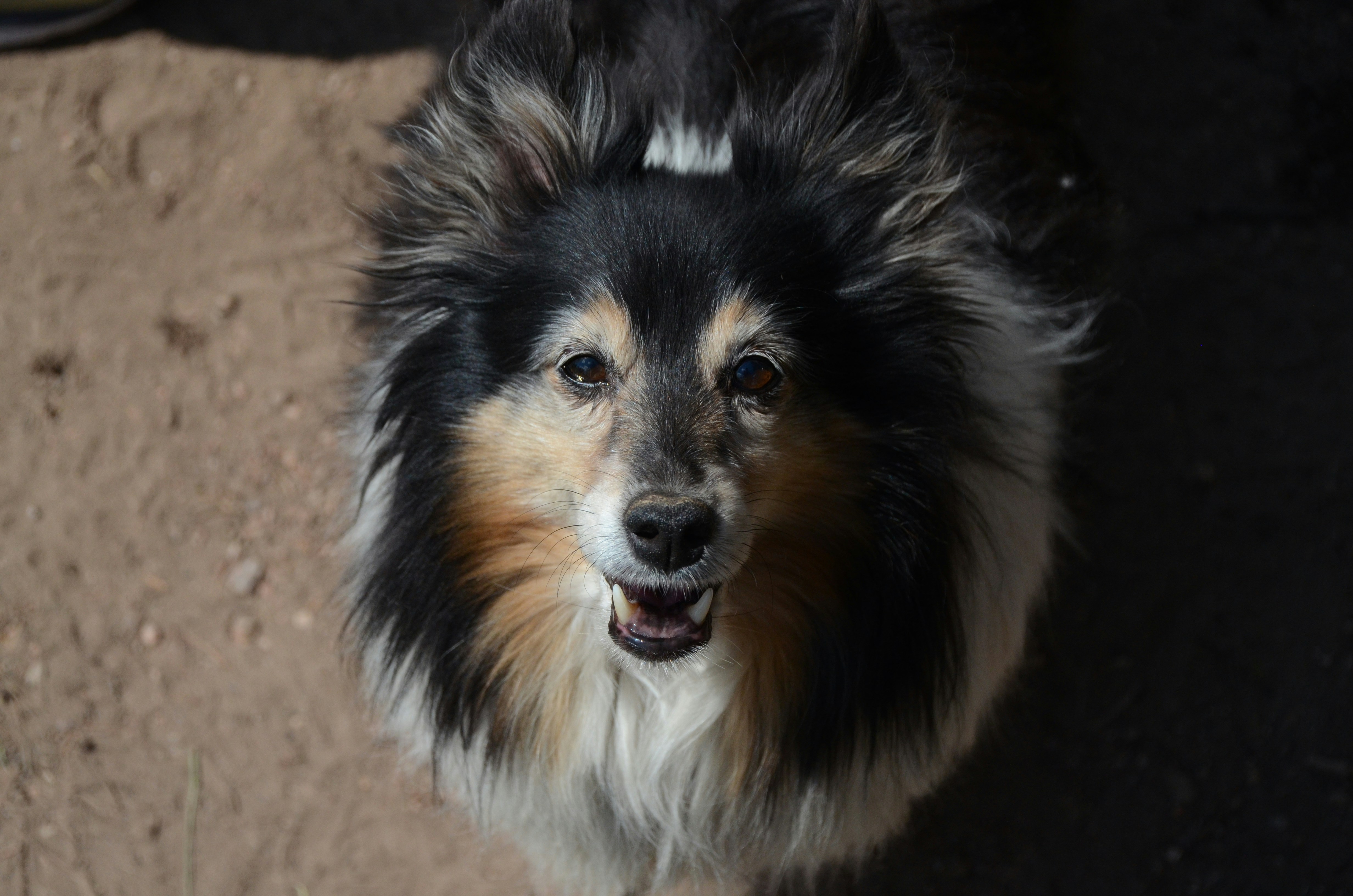 black and white long coated dog