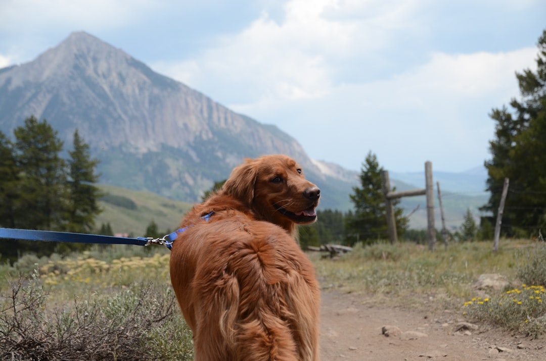 Hiking with Fluffy: An Adventure in the Great Outdoors with Your Fu… — Hiking with Fluffy