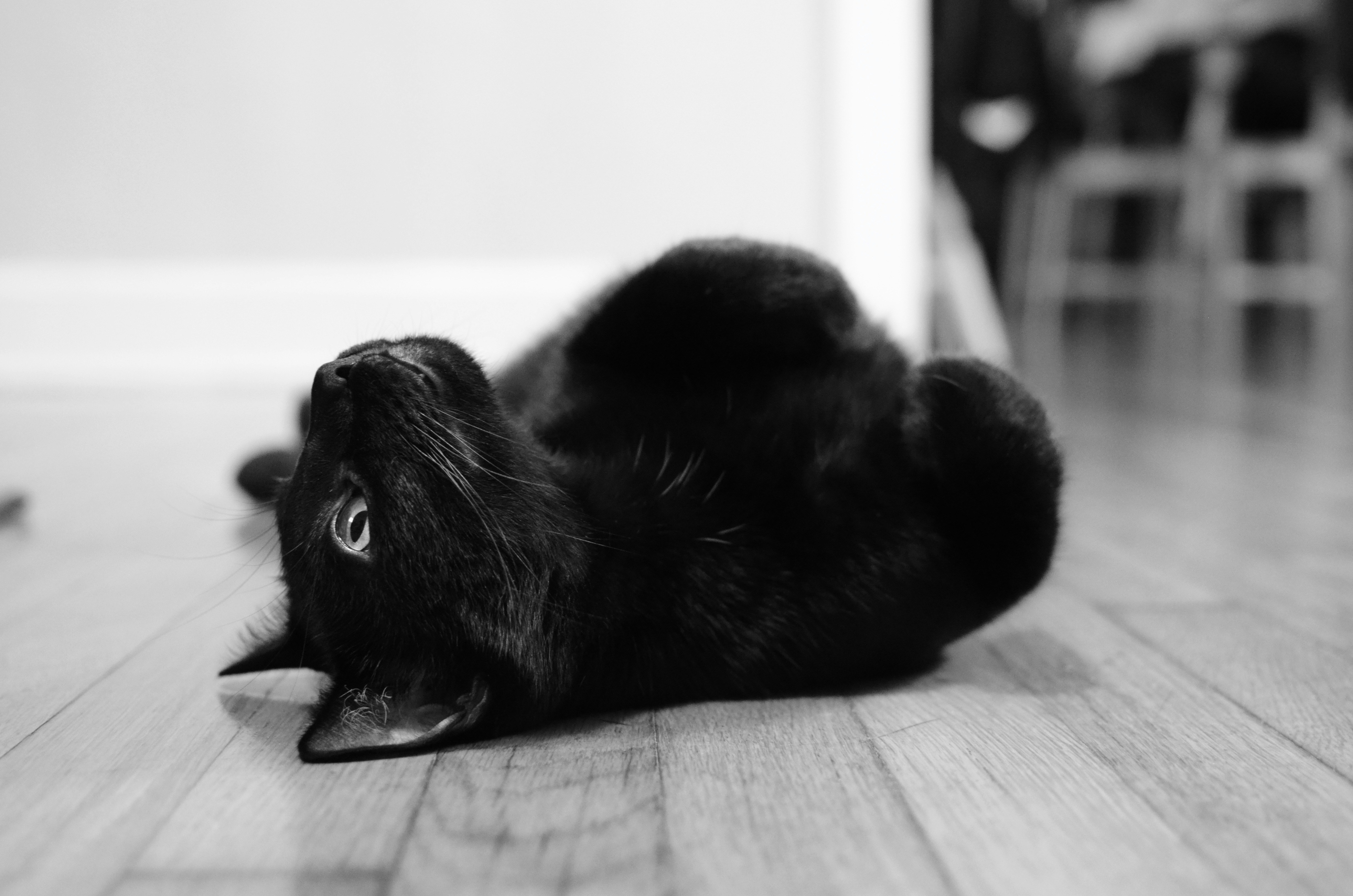 Bombay: The Miniature Panther That Acts Like a Dog (image credits: unsplash)