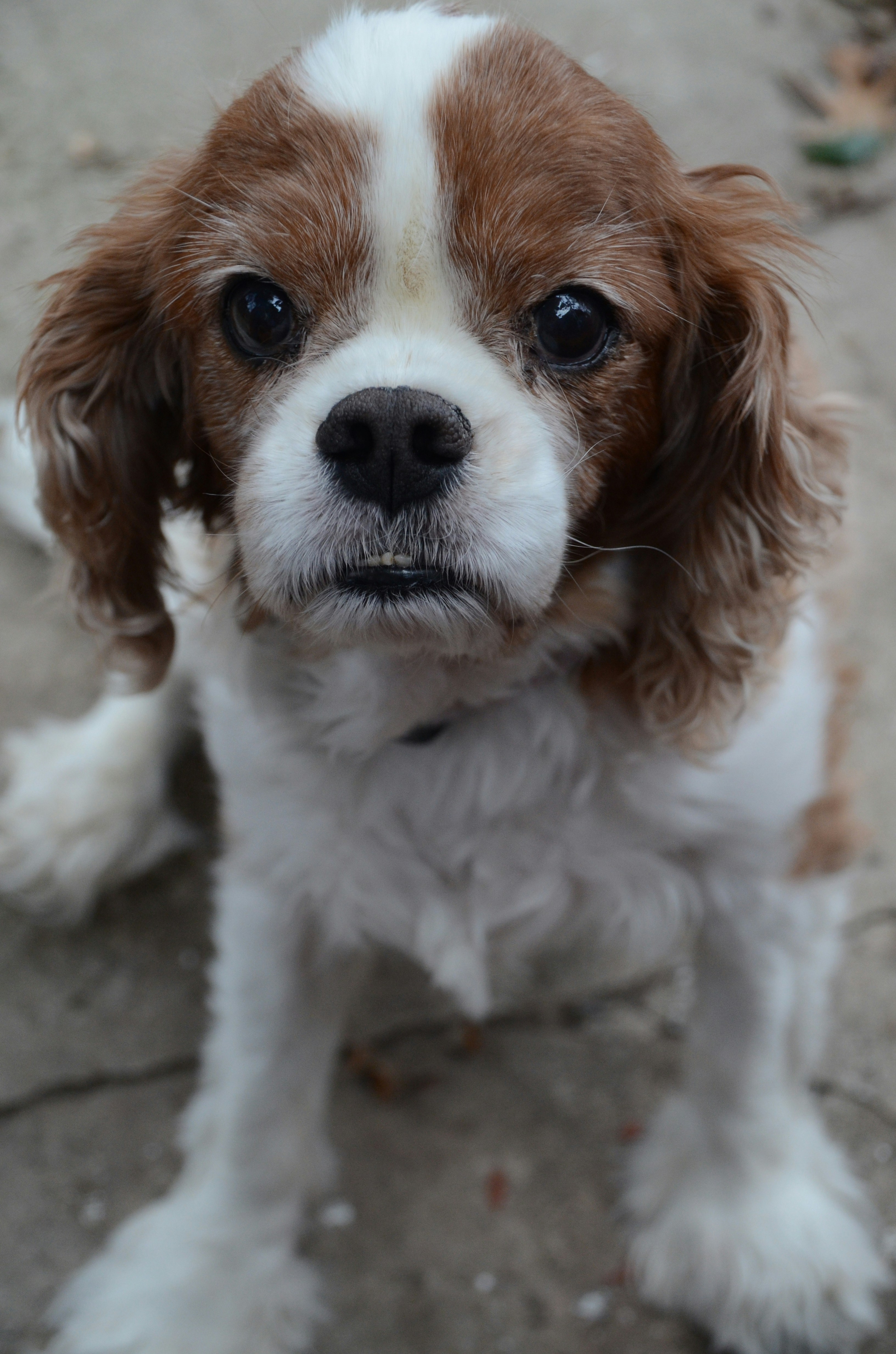 King Charles Spaniel