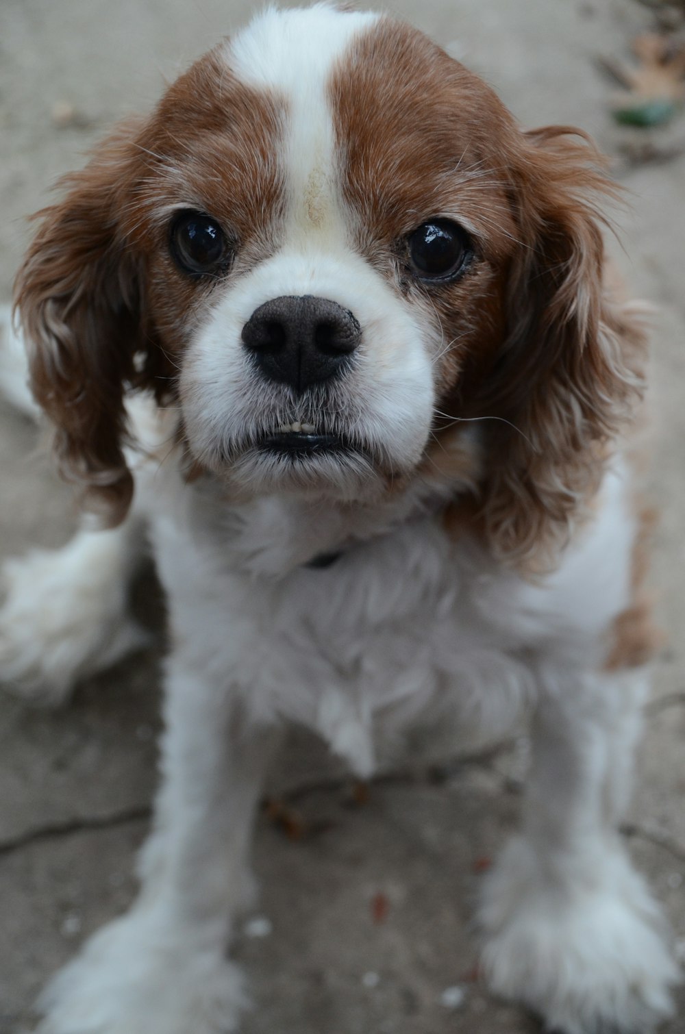 white and brown long coated small dog