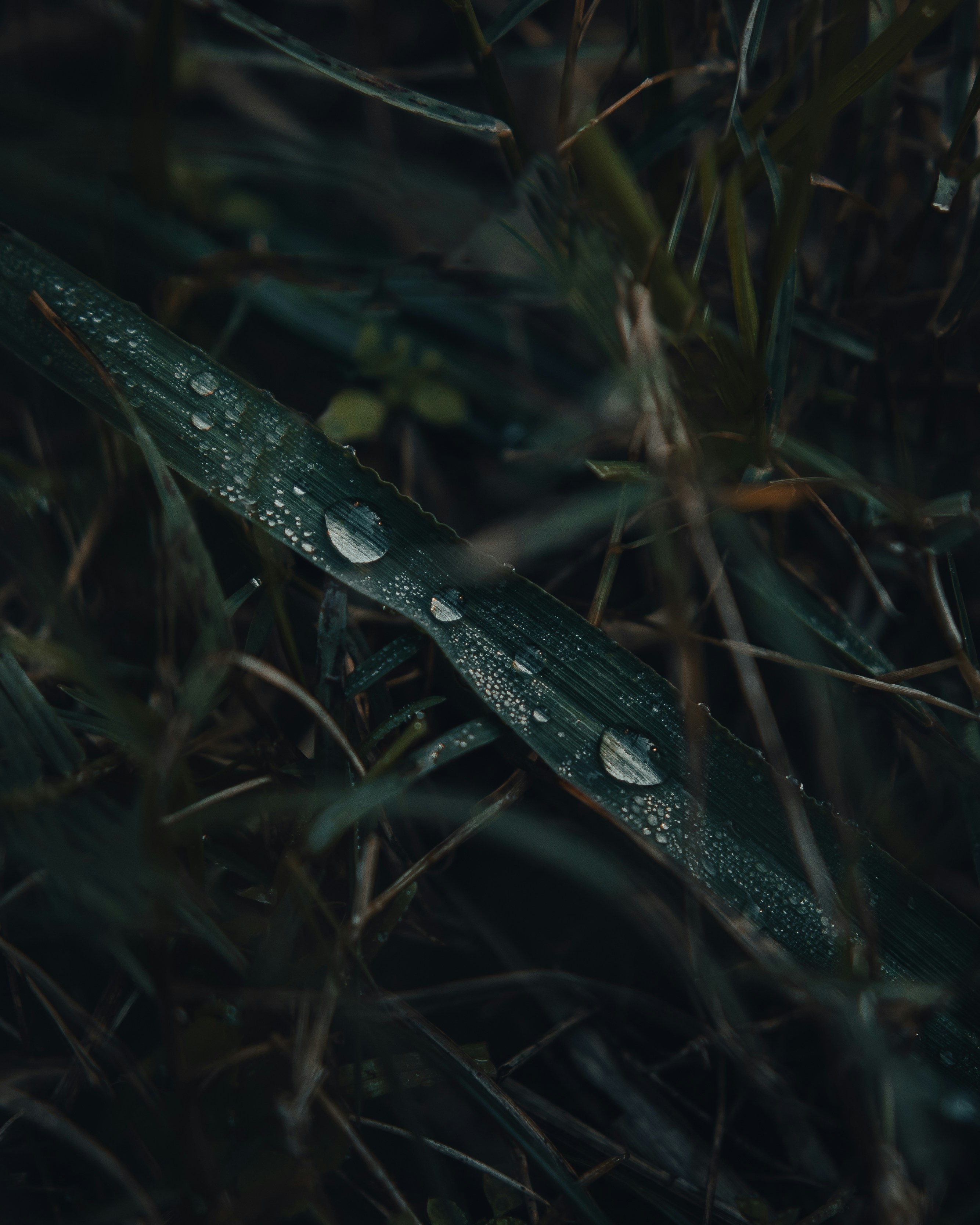 Photo by guzmanbarquin