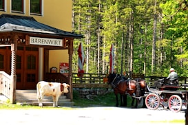 A brown and white cow stands near the entrance of a building marked with the sign 'Bärenwirt'. Beside the building is a horse-drawn carriage with a person in a hat sitting in the driver's seat. The background is filled with tall, dense trees under bright daylight.
