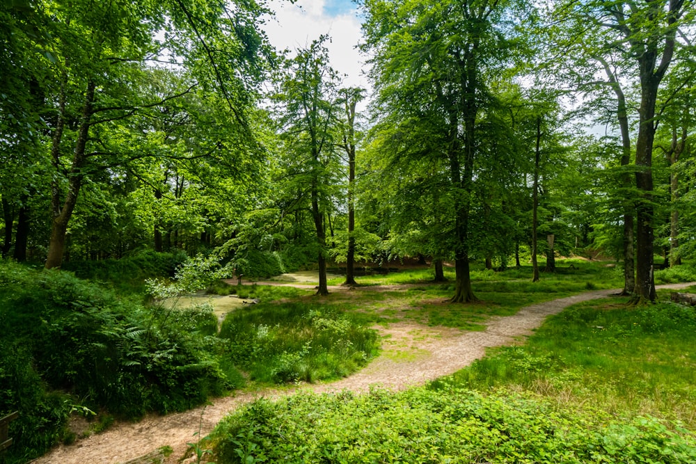 green grass field surrounded by green trees under blue sky during daytime