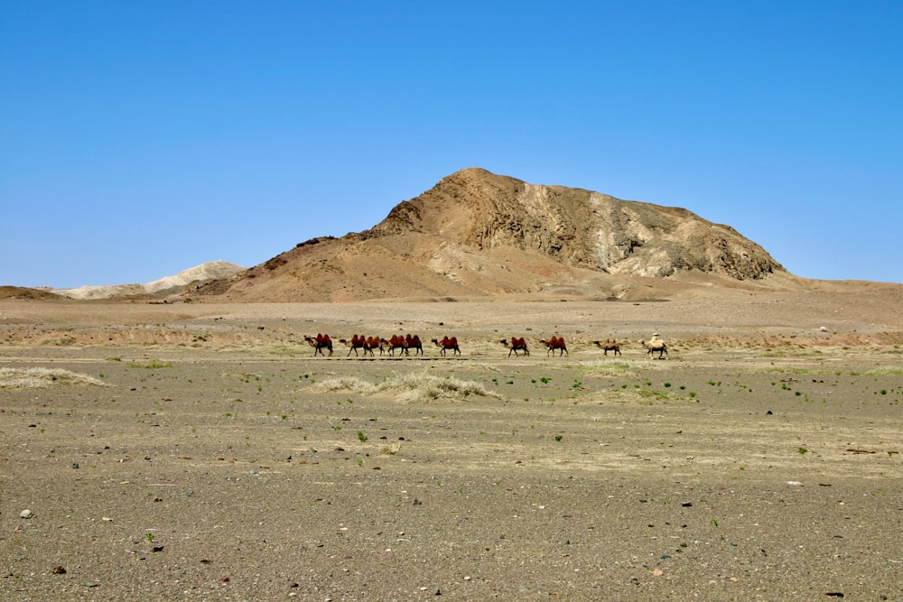 brown and white horses on gray sand near brown mountain under blue sky during daytime