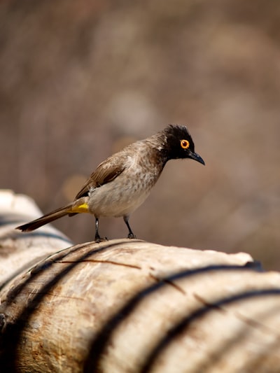 brown and black bird on brown wood