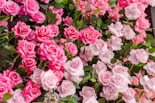 pink roses in bloom during daytime