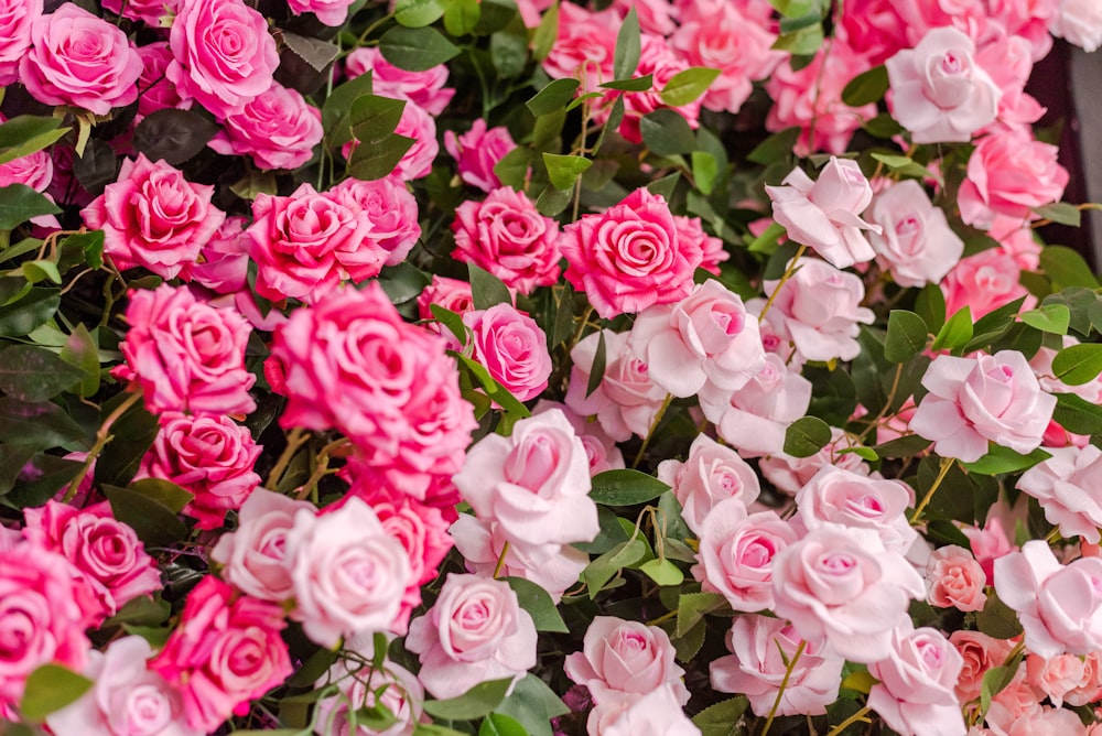 pink roses in bloom during daytime