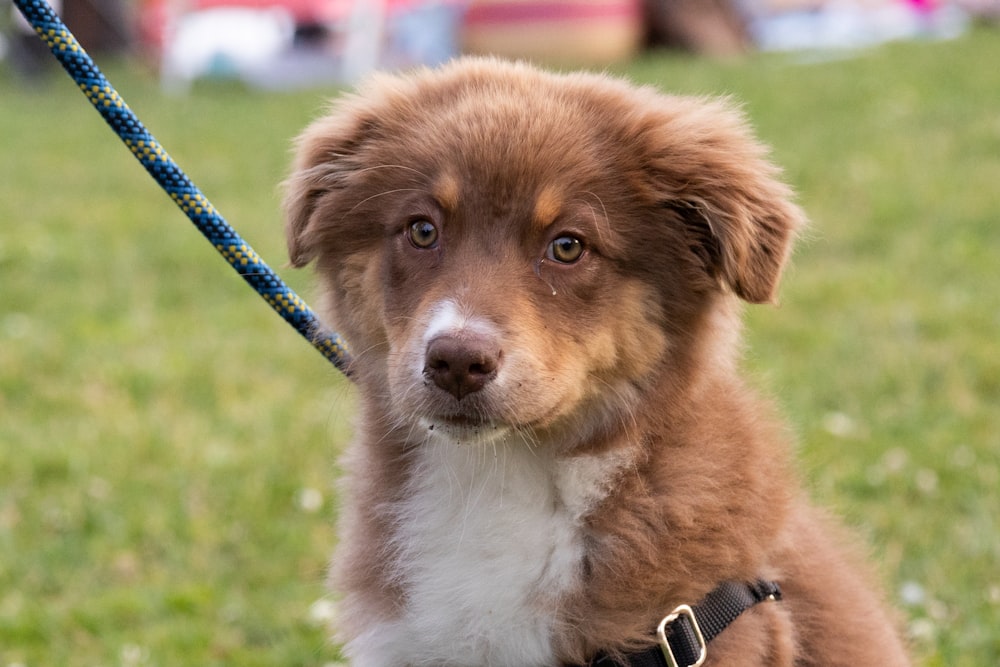 brown and white long coat medium dog