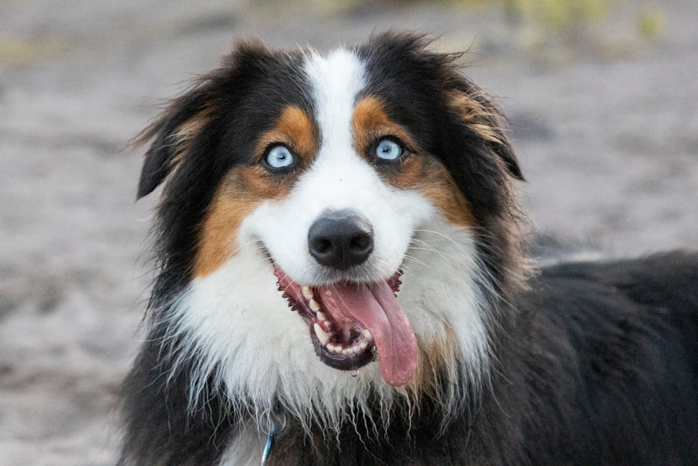 black white and brown long coated dog