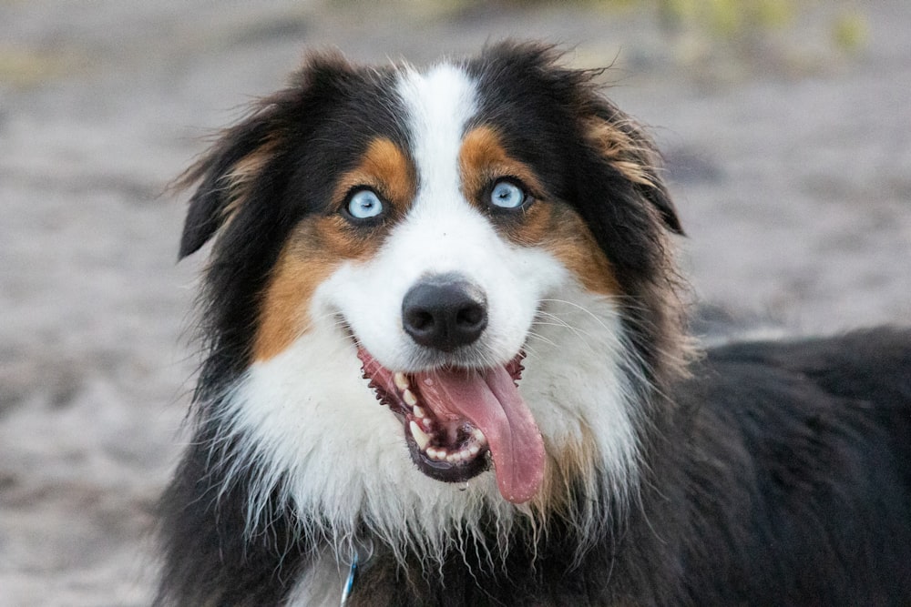 黒、白、茶色のロングコートの犬