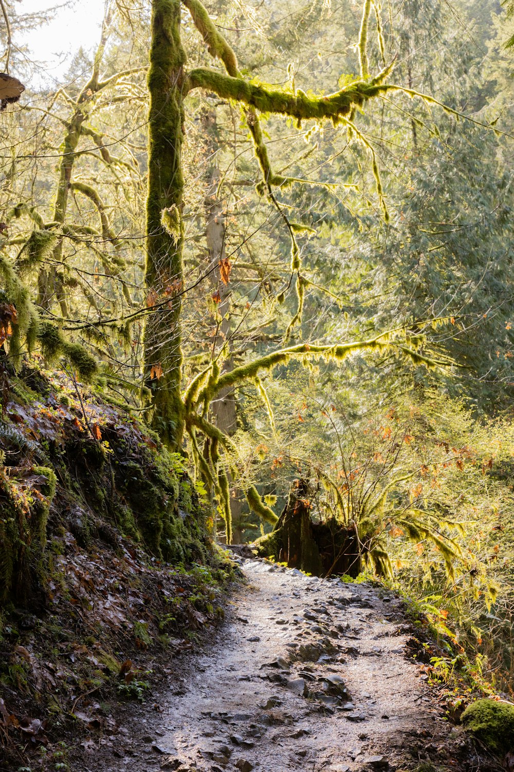 green trees on rocky ground during daytime