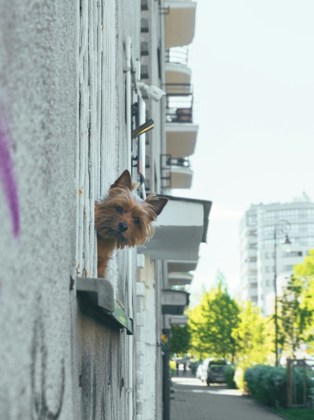 brown and black yorkshire terrier on brown wooden fence during daytime