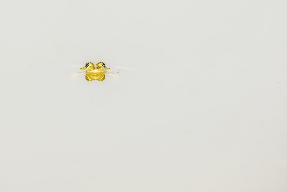 yellow and black bee on white surface