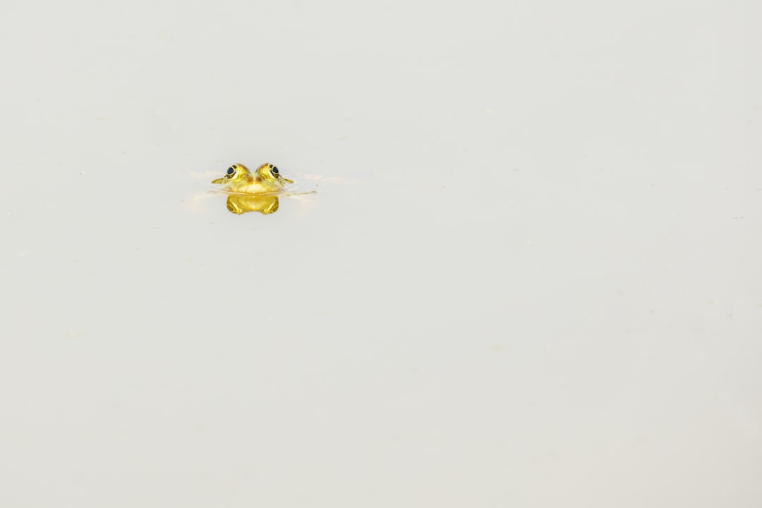 yellow and black bee on white surface