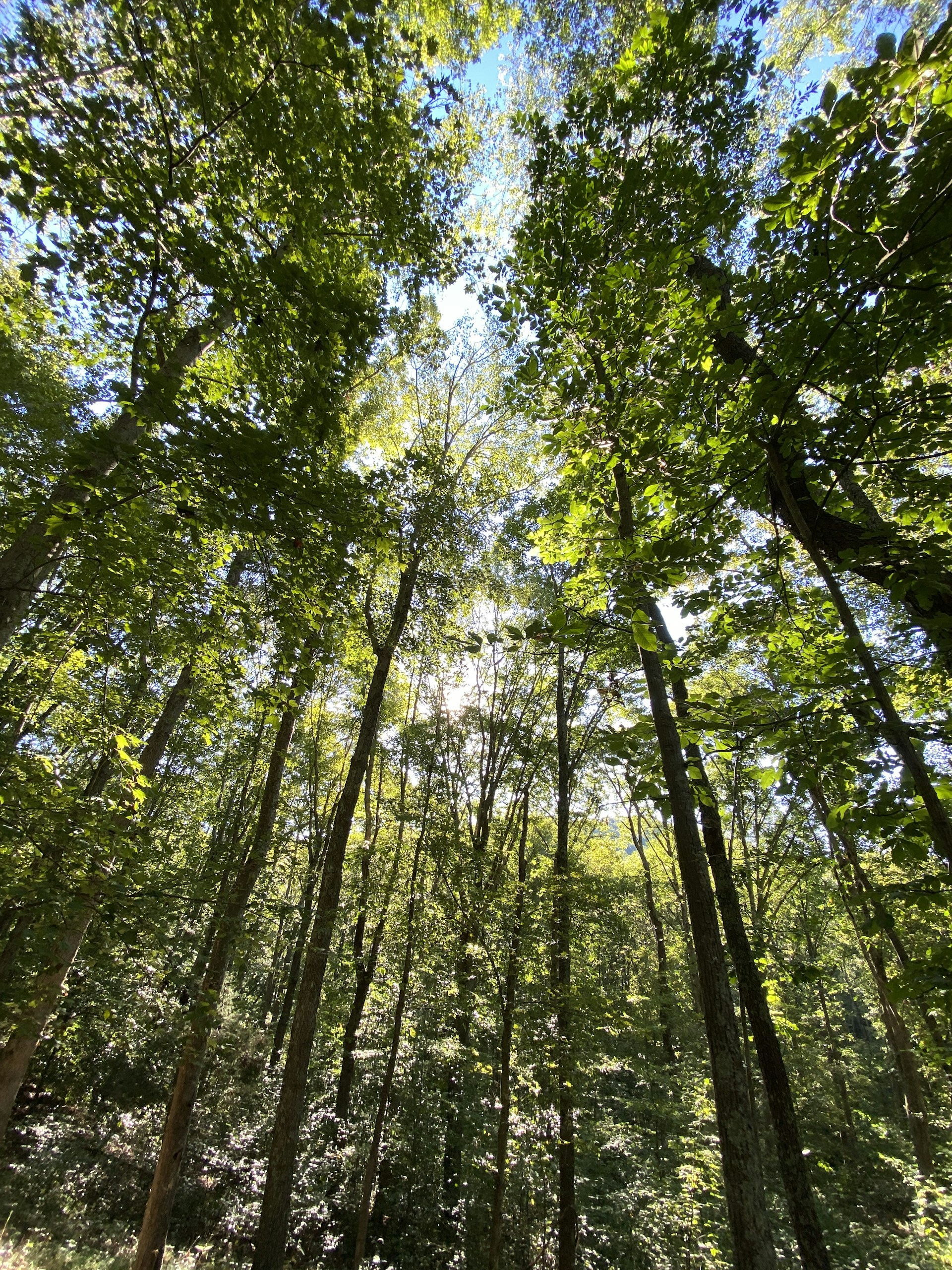 worms eye view of green trees during daytime