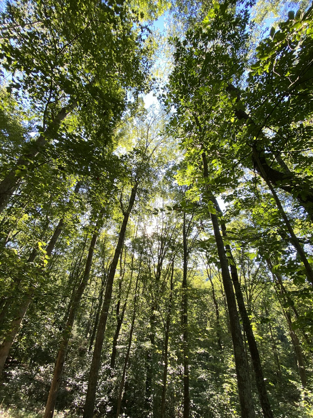 Vue de l’œil des vers des arbres verts pendant la journée