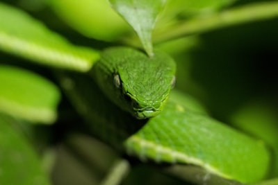 green snake on tree branch saturated teams background