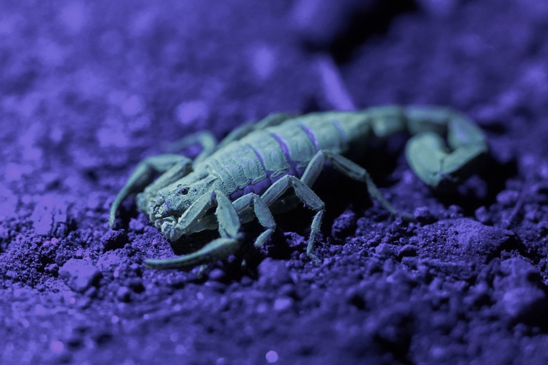 black and gray animal on purple textile