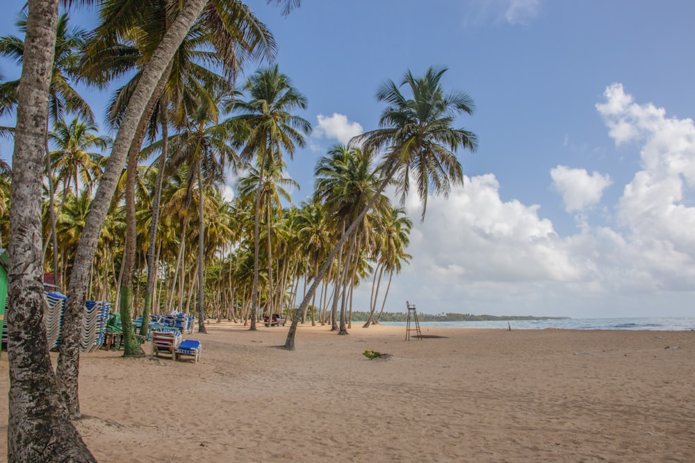 people on beach during daytime