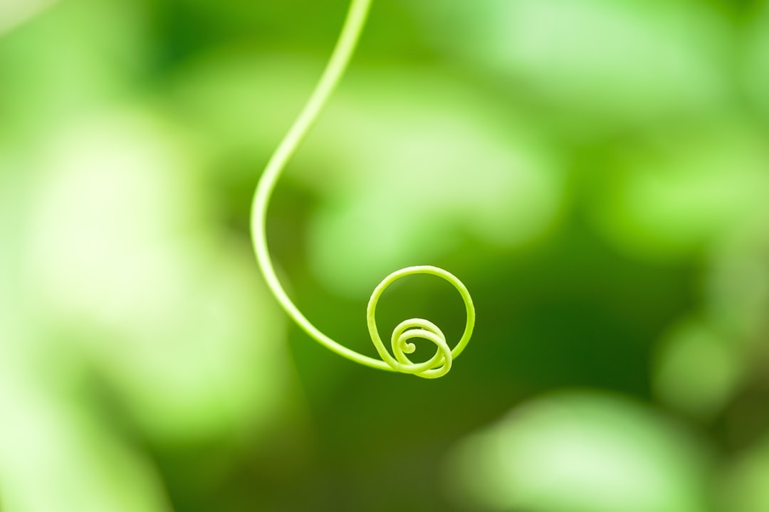green spiral light in close up photography